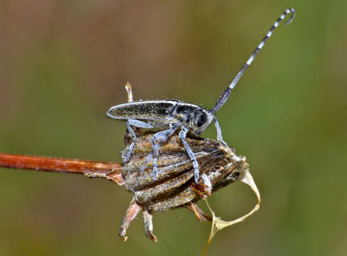 Image of Agapanthia cardui (Linné 1767)