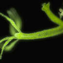 Image of Hydra viridis