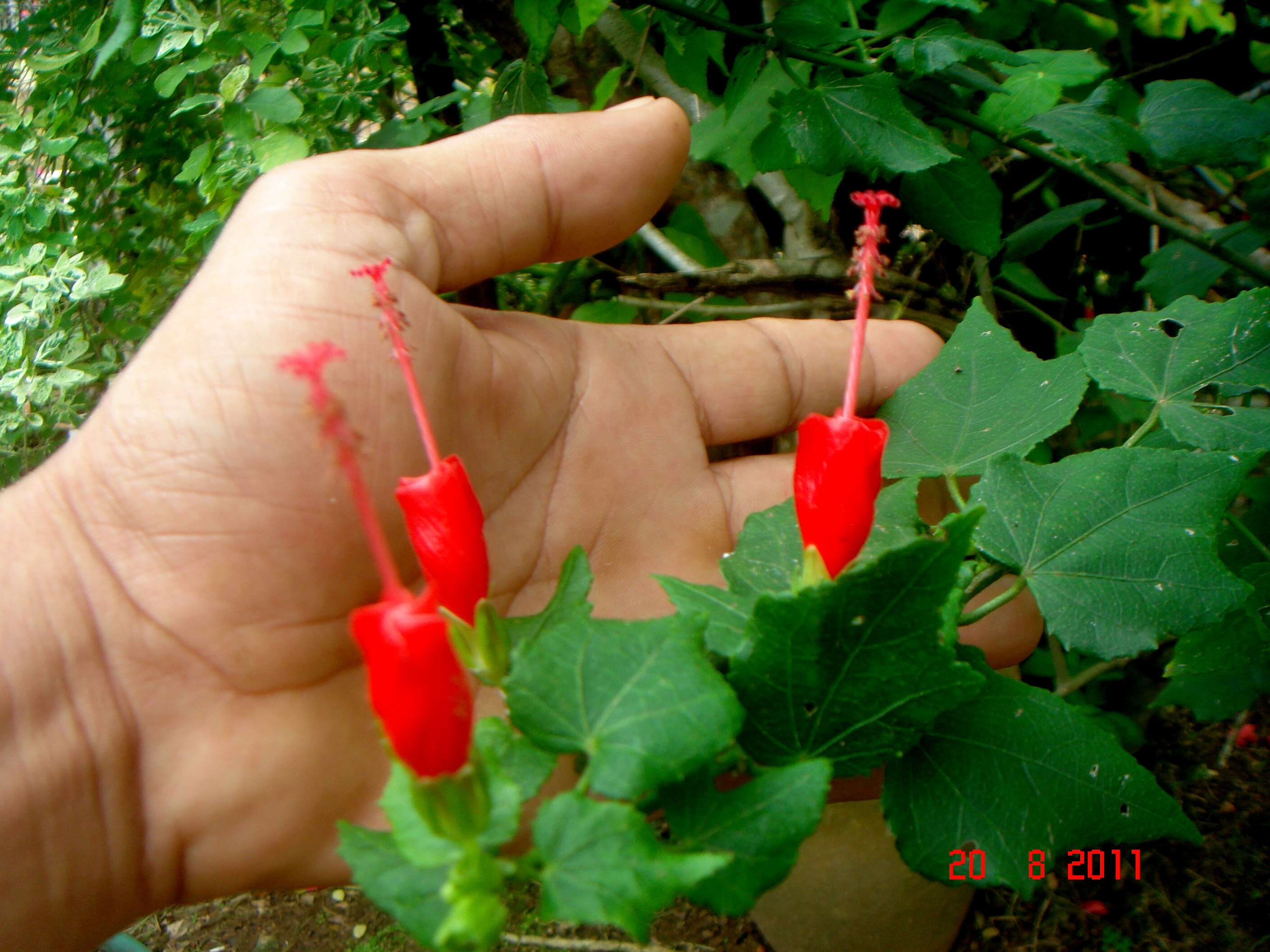 Image of wax mallow