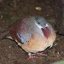 Image of Mindanao Bleeding-heart