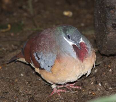 Image of Mindanao Bleeding-heart