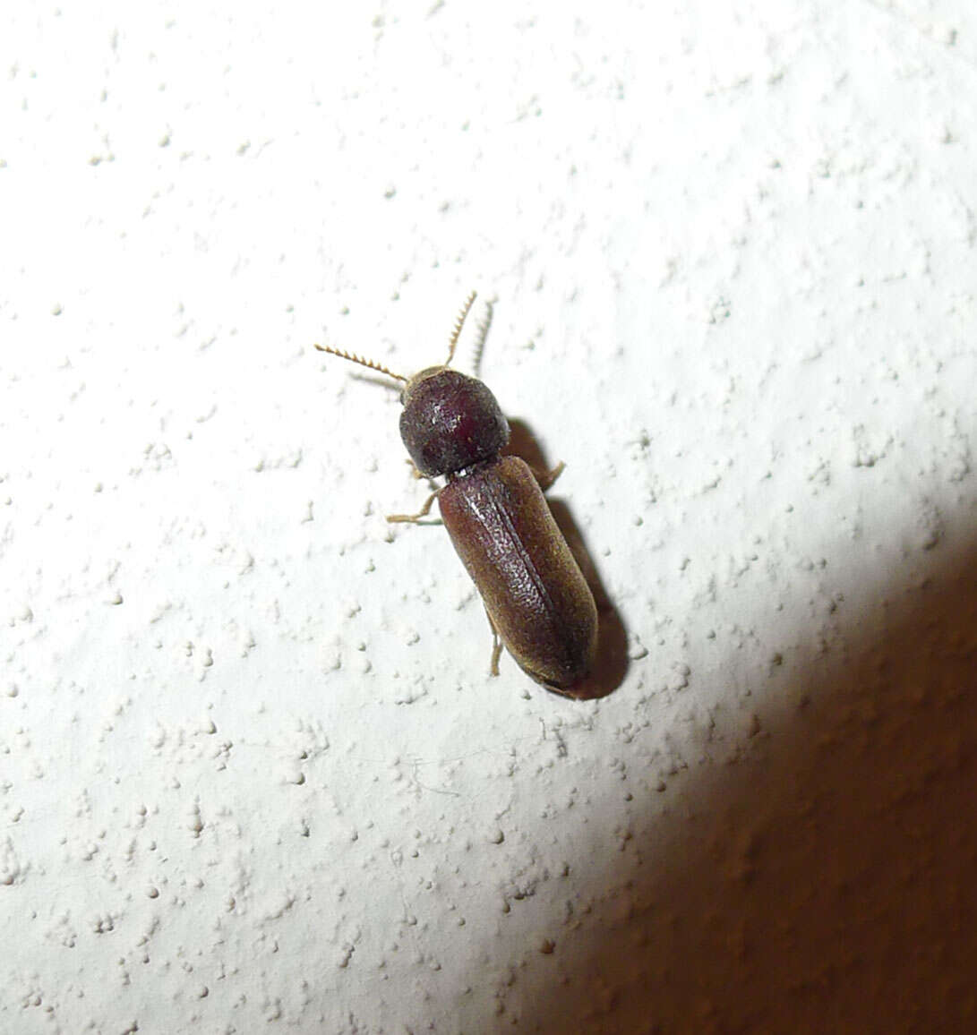 Image of Death-watch Beetle