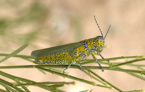 Image of Poecilotettix