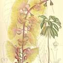 Image of Barringtonia samoensis A. Gray