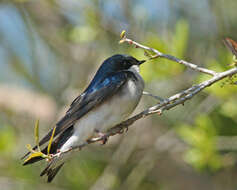 Image of Tachycineta Cabanis 1851