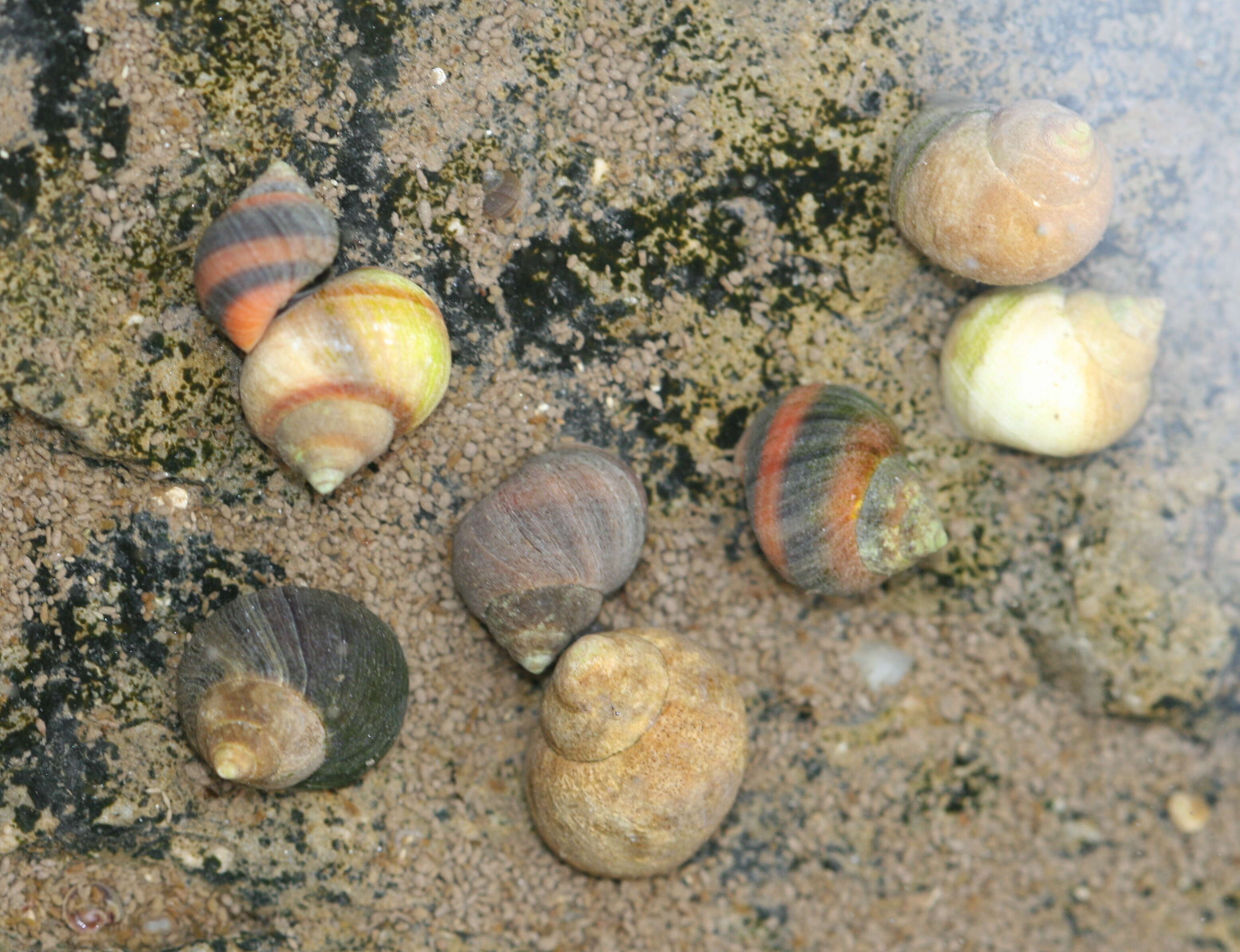 Image of Periwinkle snails