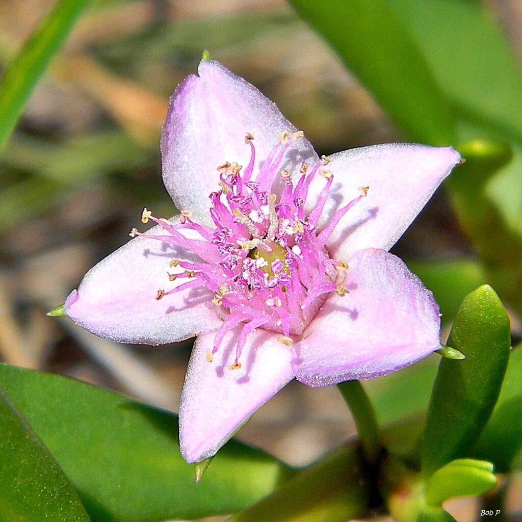 Image of sea purslane