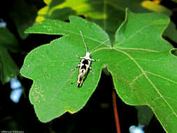 Image of Ypsolopha