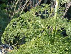 Image of Giant Fennel