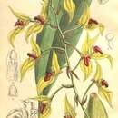 Bulbophyllum dichromum Rolfe的圖片