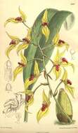 Image of Bulbophyllum dichromum Rolfe