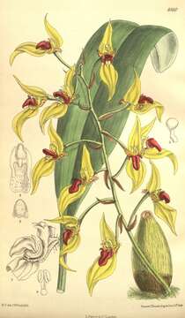 Image de Bulbophyllum dichromum Rolfe