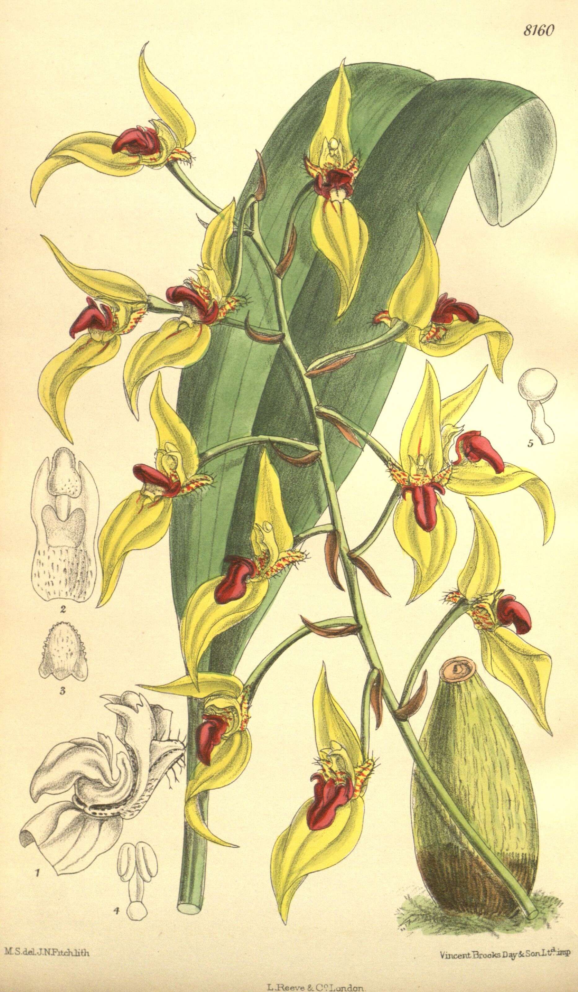Plancia ëd Bulbophyllum dichromum Rolfe