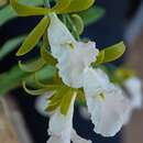 Image of Prosthechea mariae (Ames) W. E. Higgins