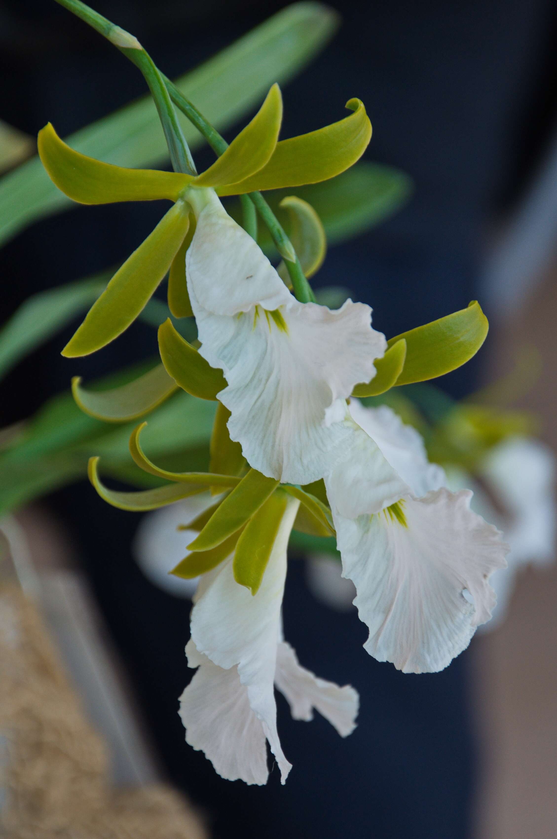 Image of appendage orchid