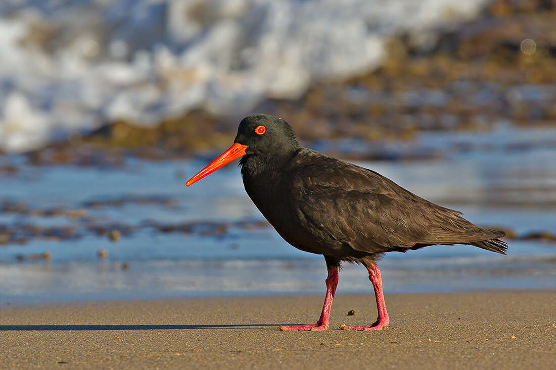 Image of oystercatchers