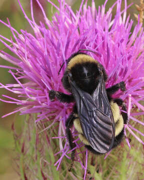 Image of Bumblebees