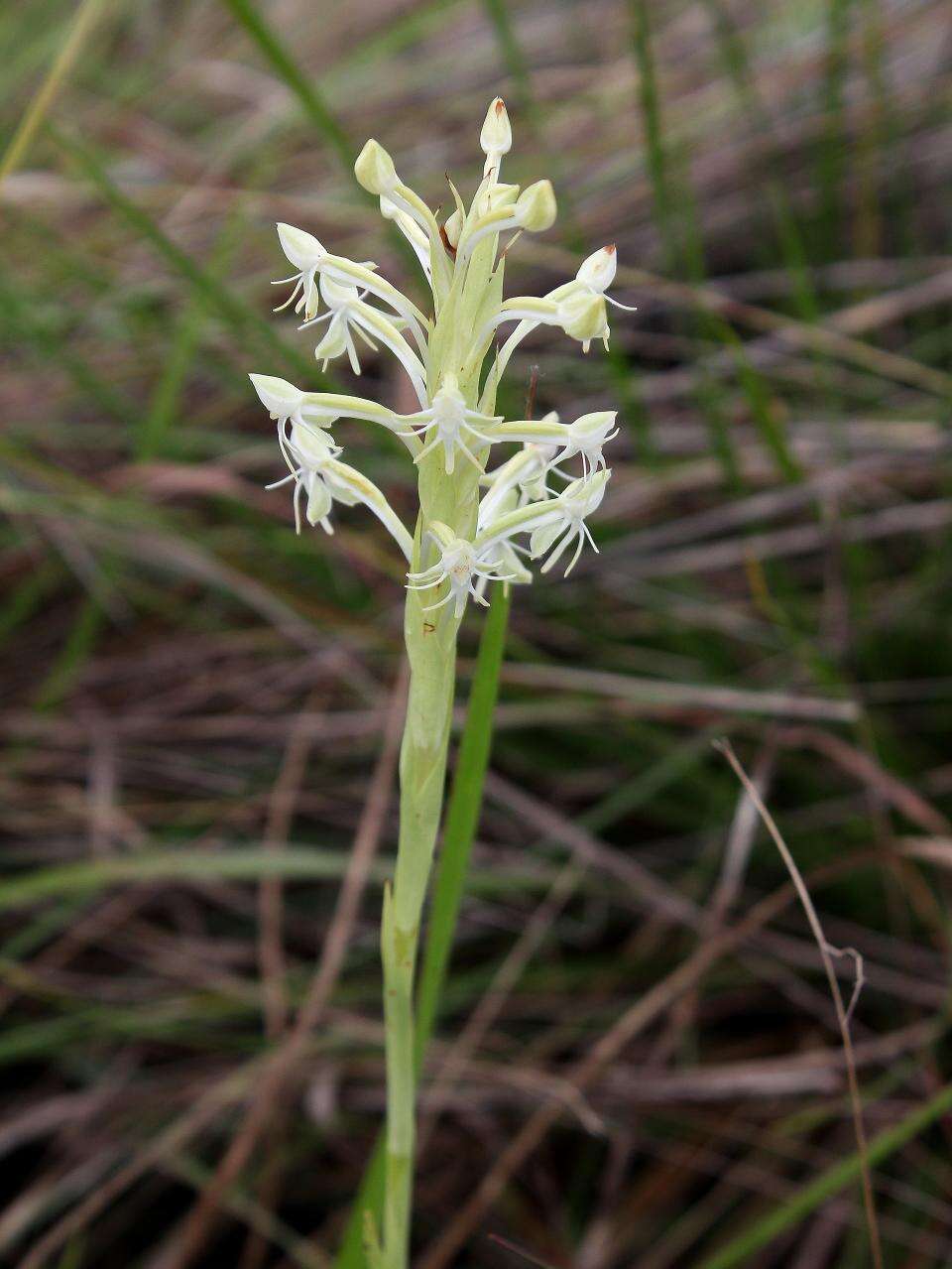 Plancia ëd Habenaria juruenensis Hoehne