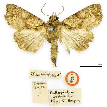 Image of Callopistria guttulalis Hampson 1906