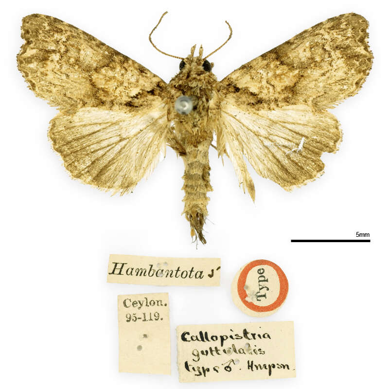 Image de Callopistria guttulalis Hampson 1906