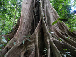 Ficus obtusifolia Kunth的圖片