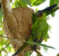 Image of Aratinga Spix 1824