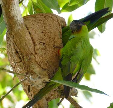 Image of Nanday Parakeet