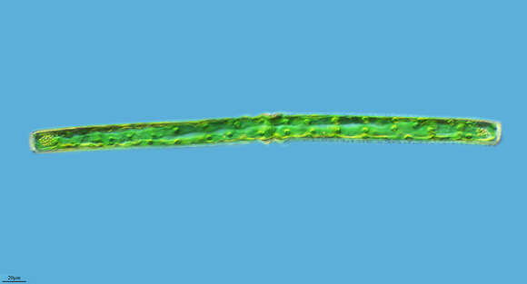 Image of Docidium baculum