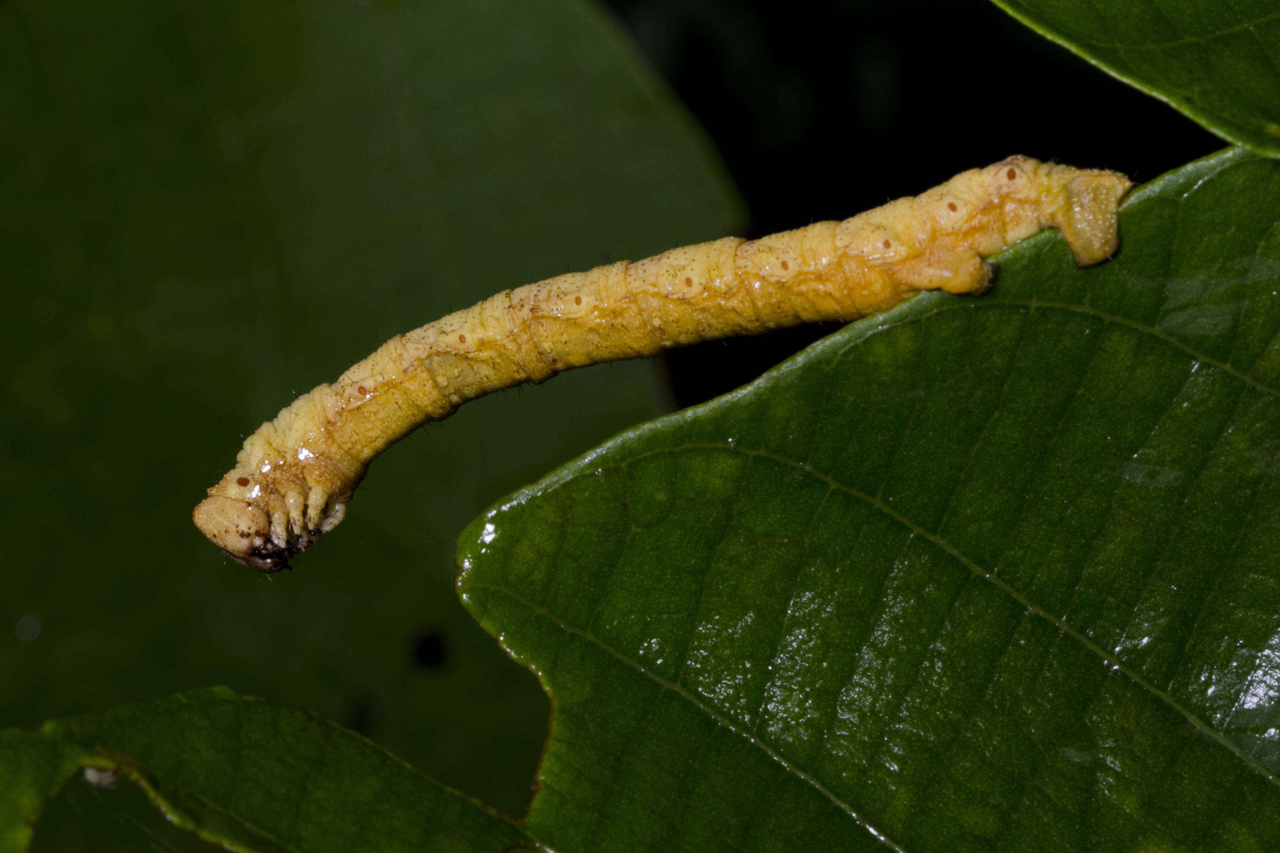 صورة Biston marginata Shiraki 1913