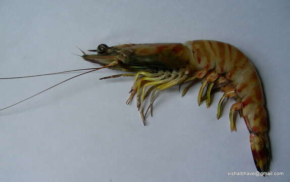 Image of Kuruma prawn