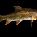 Image of Robust Redhorse