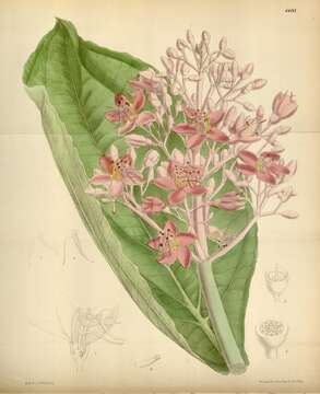 Image of Medinilla teysmanni Miq.