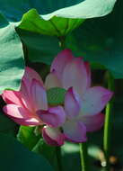 Image of lotus