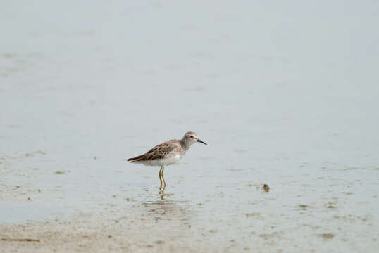 Image of Long-toed Stint