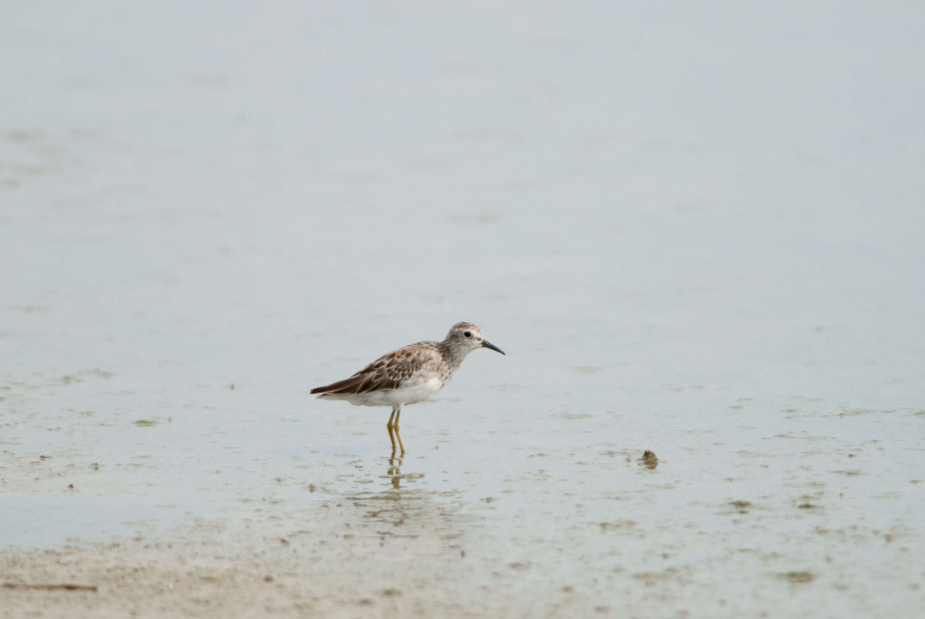 Image of Long-toed Stint