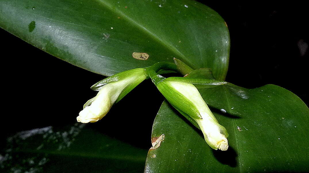 Image of Prayer Plant