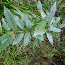Sivun Callicoma serratifolia Andr. kuva
