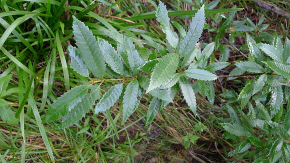 Image of black wattle