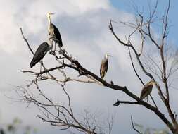 Image of Pacific Heron