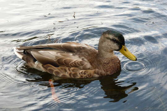 Image of Common Mallard