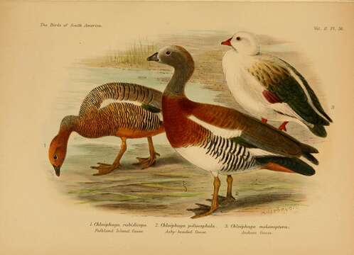 Image of Ruddy-headed Goose