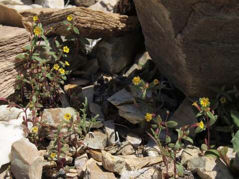 Image of Little Red-Stem Monkey-Flower