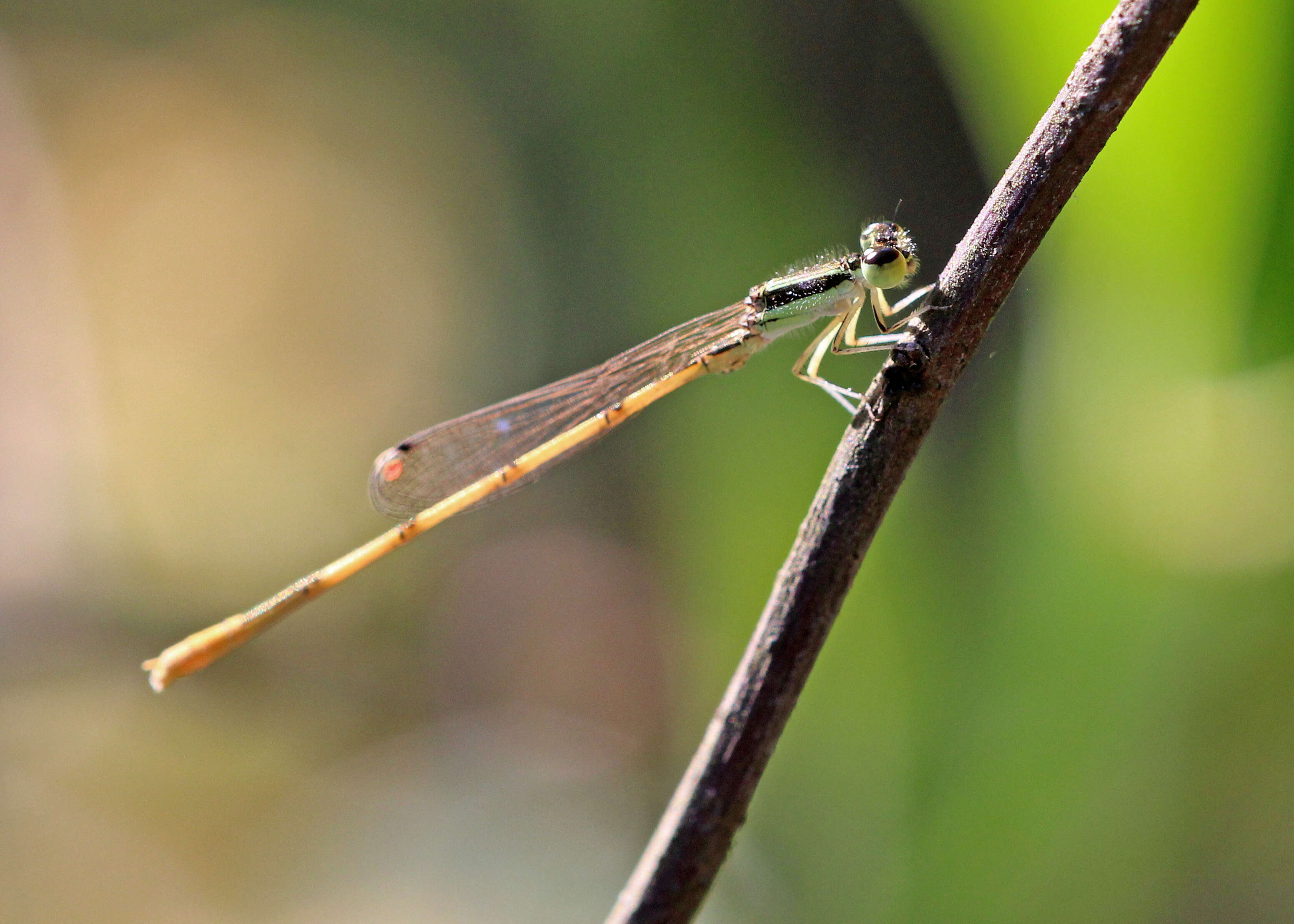 Image of Citrine Forktail