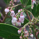 Imagem de Arctostaphylos stanfordiana subsp. decumbens (P. V. Wells) P. V. Wells