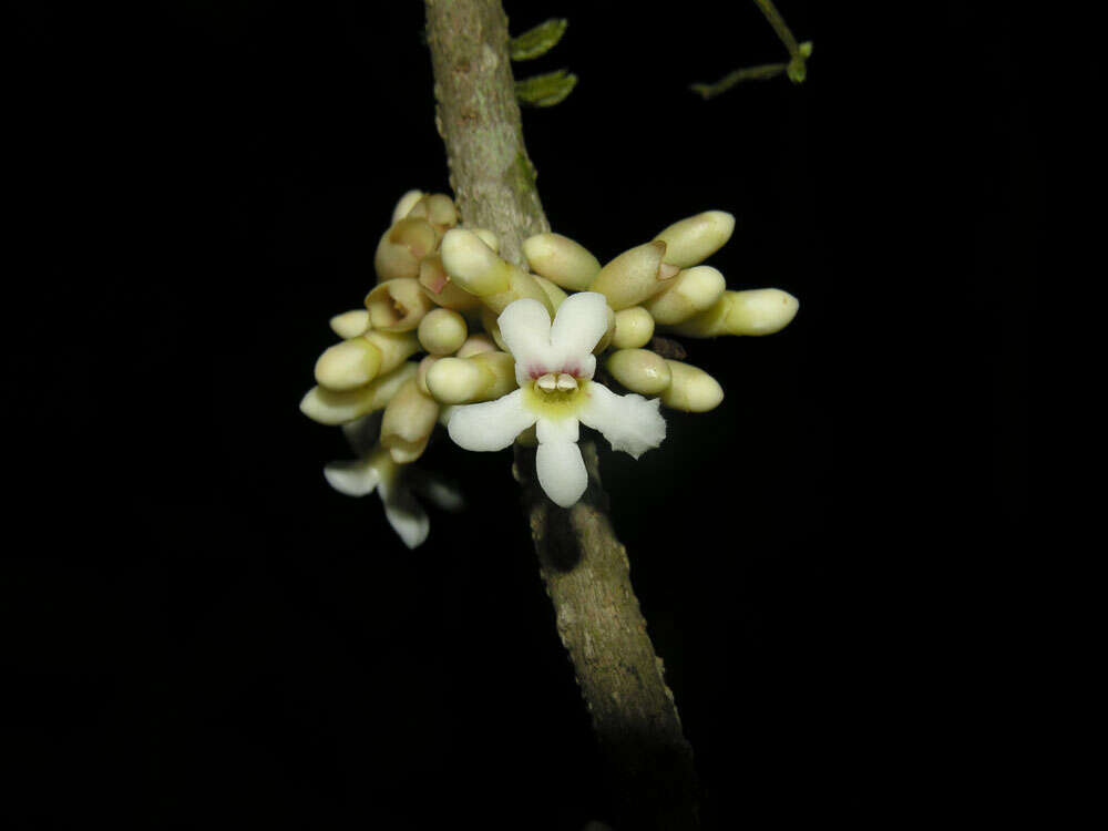 Image of Schlegelia parviflora (Oerst.) Monach.