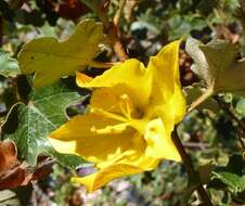 Image of California flannelbush