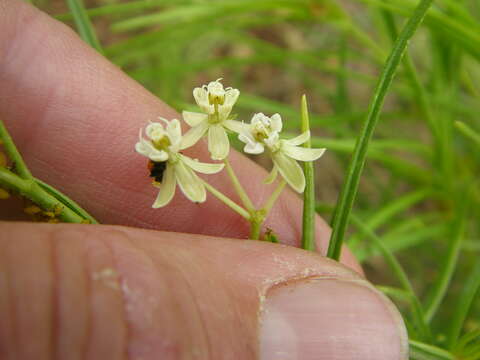 Image of horsetail milkweed