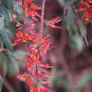 Image de Woodfordia fruticosa (L.) Kurz