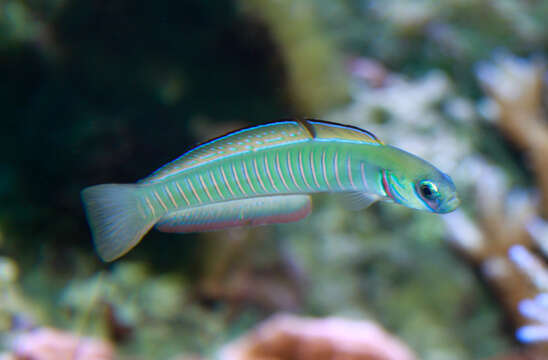 Image of Chinese zebra goby