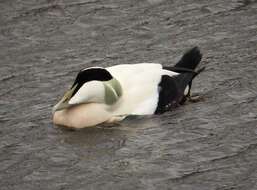 Image of Eider